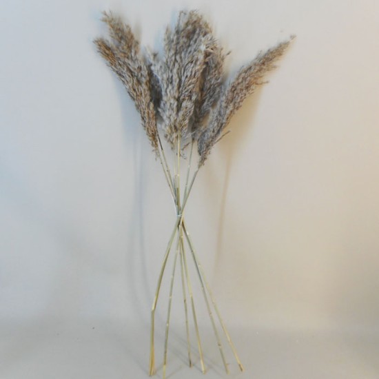 Dried Pampas Grass Natural Dried and Preserved Flowers and Foliage